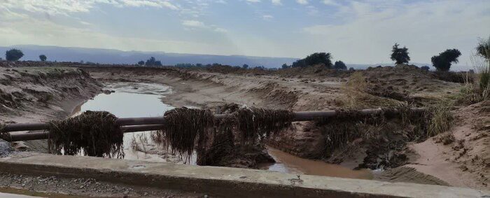 خسارت بارندگی سیل‌آسا به یکهزارو ۵۰۰ هکتار از اراضی کشاورزی گتوند