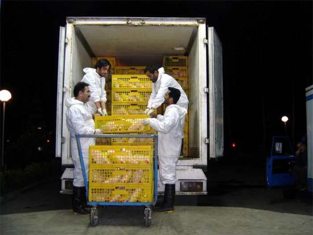 صدور بیش از ۷۷ هزار گواهی حمل بهداشتی قرنطینه‌ای دامپزشکی در خوزستان