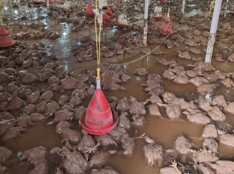 تلف شدن بیش از ۲۰ هزار قطعه مرغ در پی سیل مسجد سلیمان