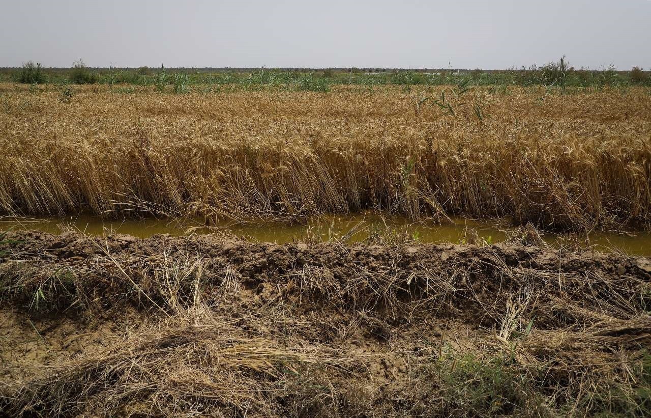 اراضی کشاورزی ۷ شهرستان خوزستان از خسارت بارندگی در امان نماندند