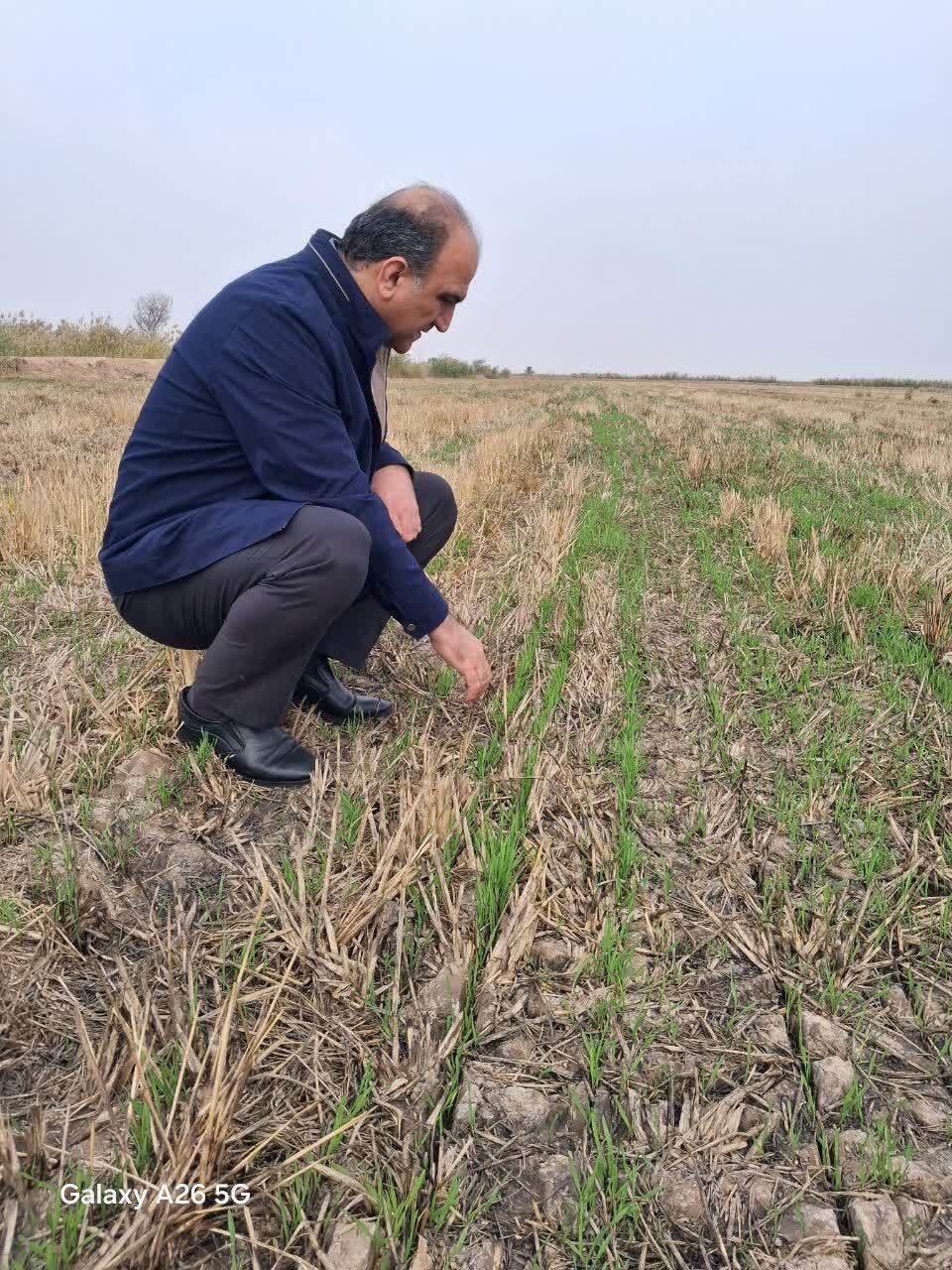 بازدید و بررسی اراضی کشاورزی و کشت‌های پاییزه در اهواز