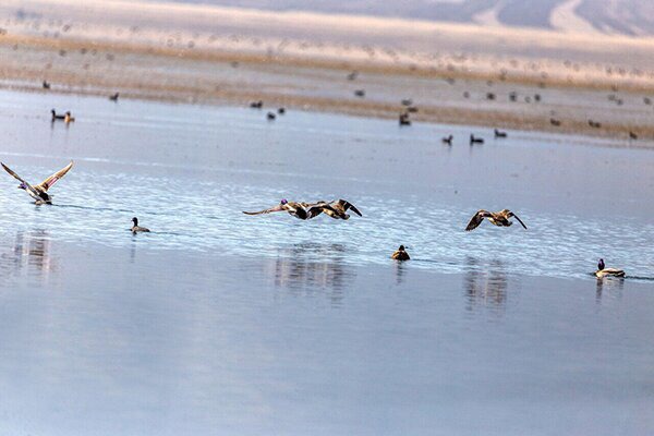 پایش مستمر زیستگاه‌های آبی خراسان جنوبی برای پیشگیری از آنفلوانزای فوق‌ حاد پرندگان