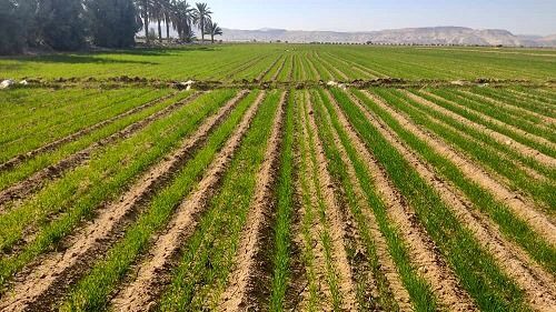 اجرای روش نوین کشت سه‌خطی گندم در شوش توسط کشاورز نمونه کشوری