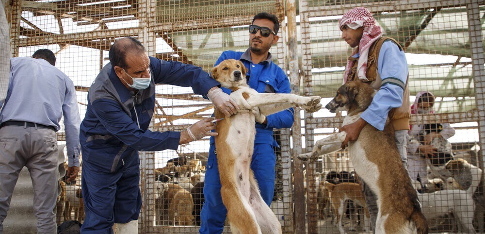 ایمن سازی بیش از ۳ هزار قلاده سگ صاحبدار در اندیکا علیه بیماری هاری