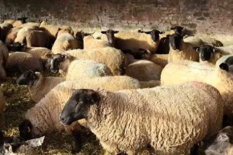 قیمت جدید دام‌ زنده ۱۰ بهمن ماه ۱۴۰۴؛ گوسفند ارزان شد/ جدول قیمت در استان ها محتلف