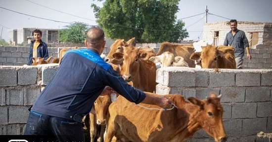 ۲۴ هزار رأس دام سنگین شوشتر در انتظار دریافت واکسن لمپی اسکین