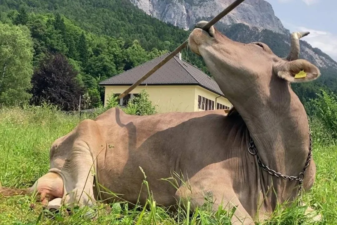مشاهده تاریخی: گاوها هم می‌توانند از ابزار استفاده کنند