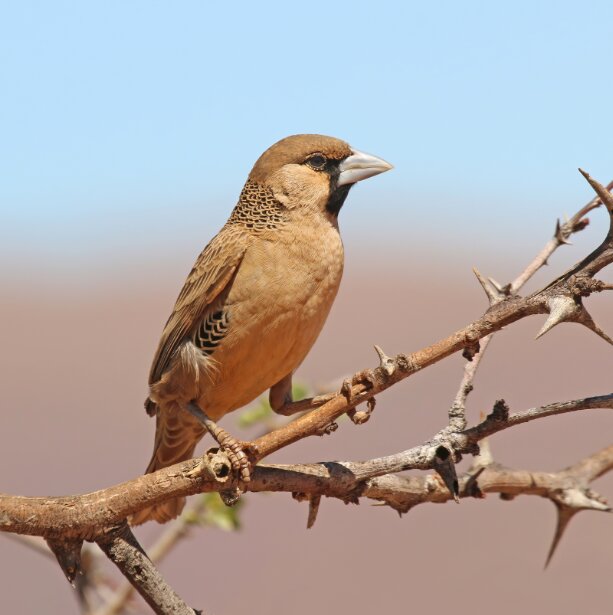 پیام خوزستان