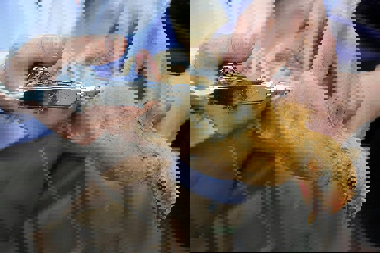 ۳۱ هزار قطعه پرنده در شهرستان دزفول علیه بیماری نیوکاسل واکسینه شدند