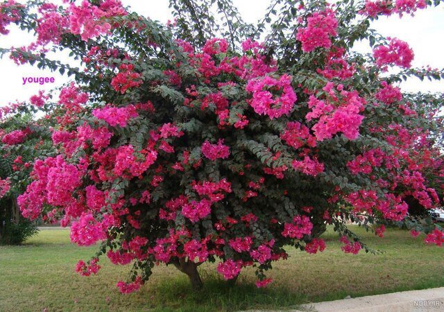 آغاز کاشت ۱۰ هزار نهال گل کاغذی در دزفول