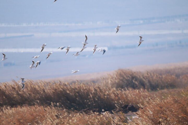 سرشماری زمستانی ۱۴۱ هزار پرنده مهاجر آبزی و کنارآبزی در تالاب‌های خوزستان