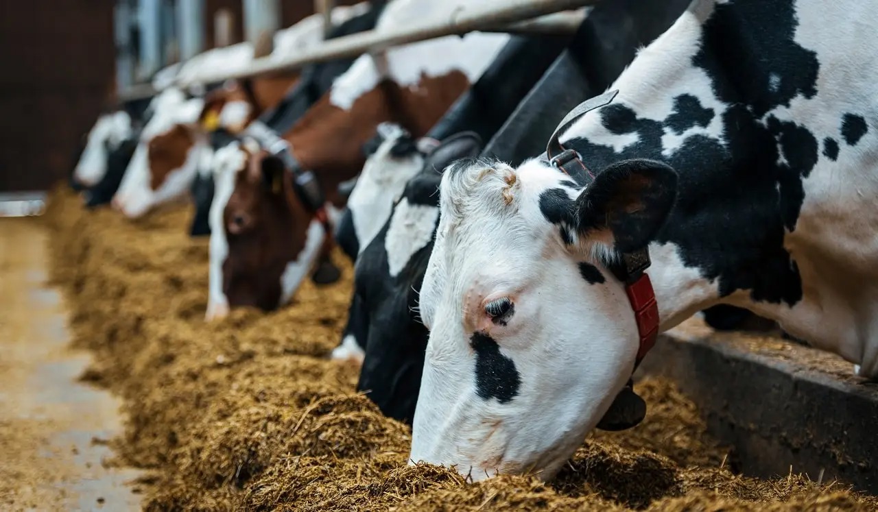 فرآوری زیستی، راهکار پایدار برای تبدیل پسماند‌های کشاورزی به خوراک دام