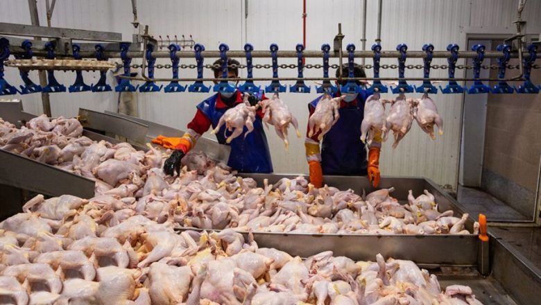 صدور حکم جزای نقدی تعلیقی برای کشتار و عرضه غیرمجاز طیور زنده در رامهرمز