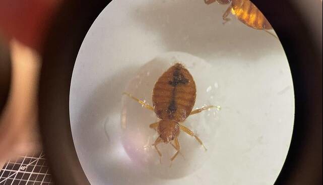 ساس‌ها از آب می‌ترسند!