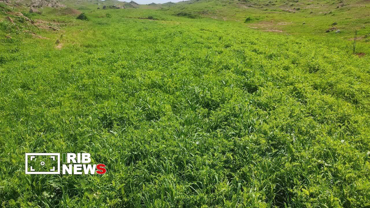 کشت گیاه علوفه‌ای ماشک در مزارع الوار گرمسیری اندیمشک