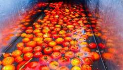 تولید نخستین گوجه‌فرنگی آروماتیک جهان با فناوری کریسپر