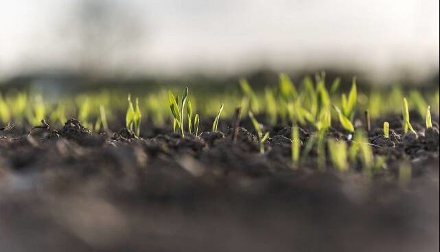 گیاه‌پالایی؛ راهکاری کم‌هزینه برای نجات خاک‌های آلوده