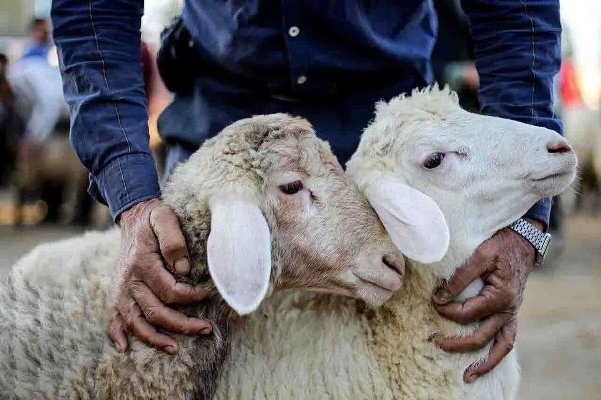 بسیج گروه‌های نظارت دامپزشکی خوزستان برای تضمین سلامت عید قربان