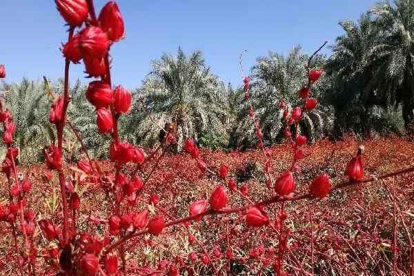کشت چای ترش و کنار هندی  در حمیدیه