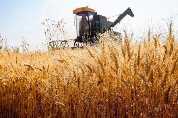واریز ۴۰ درصد مطالبات گندمکاران خوزستان آغاز شد