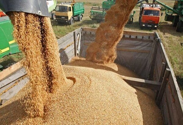 جایگزینی صنعت خوراک دام به جای سوزاندن سرشاخه‌ها