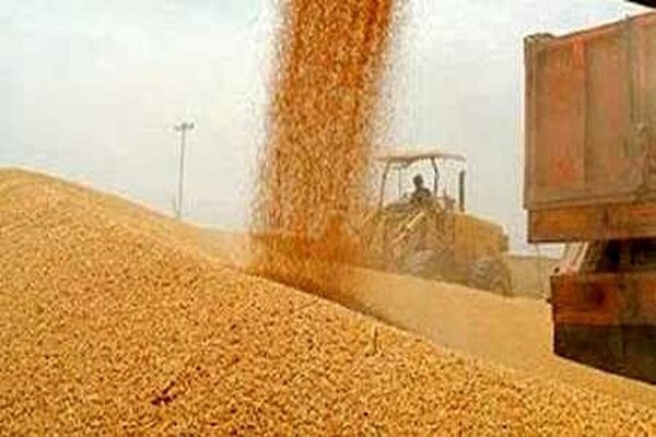 ۶۰۰ هزار تن گندم خوزستان به ۲۰ استان کشور ارسال شد