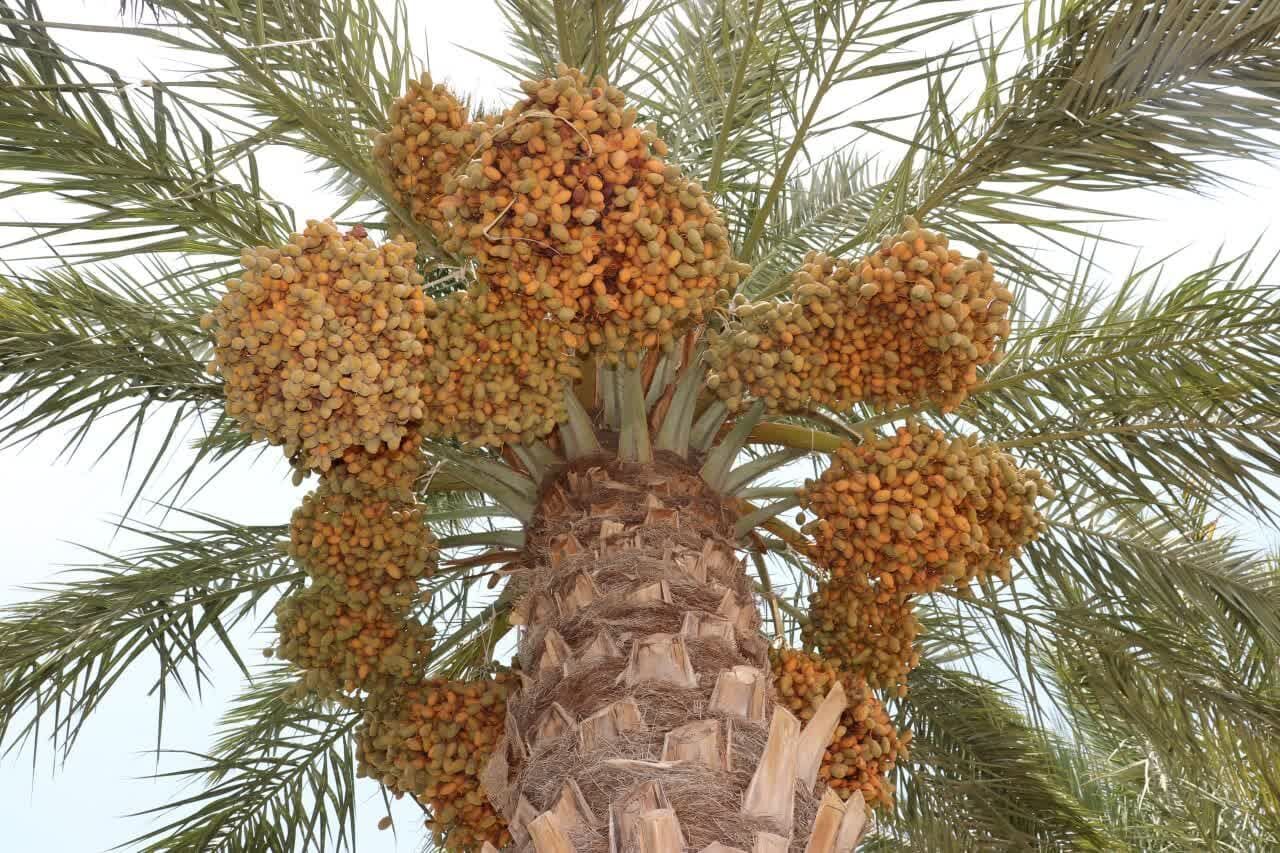 پیام خوزستان