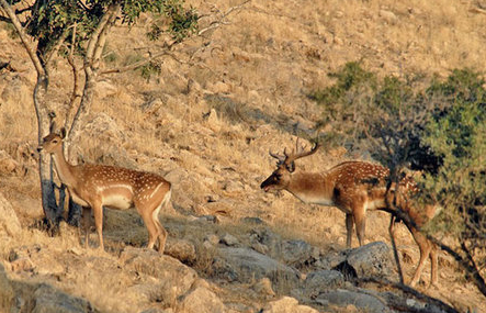 پیام خوزستان