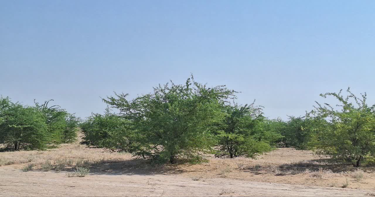 کاشت ۲۶ هزار اصله نهال در منطقه بیابانی عین حداد شهرستان رامهرمز استان خوزستان