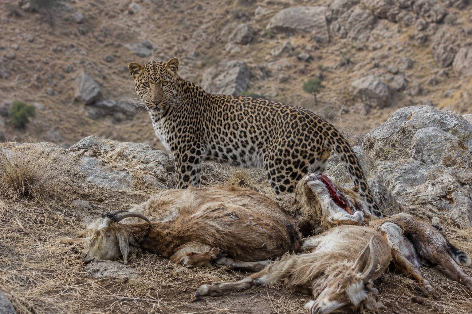 پیام خوزستان