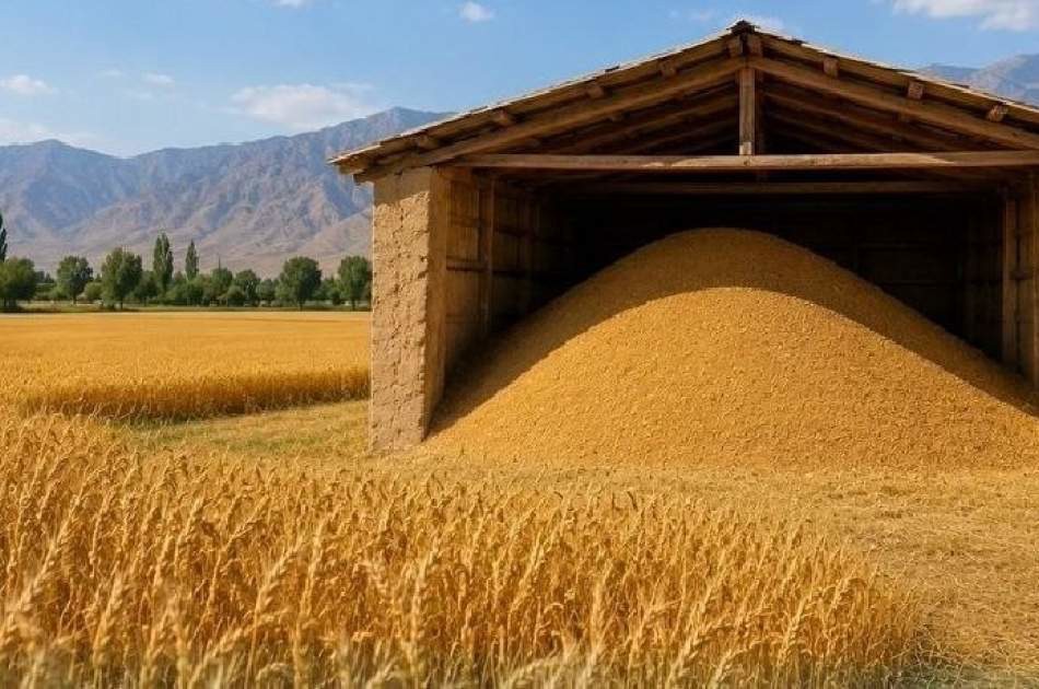 آغاز پایش کیفی گندم در ۳۱ سیلوی ملکی و خصوصی در خوزستان