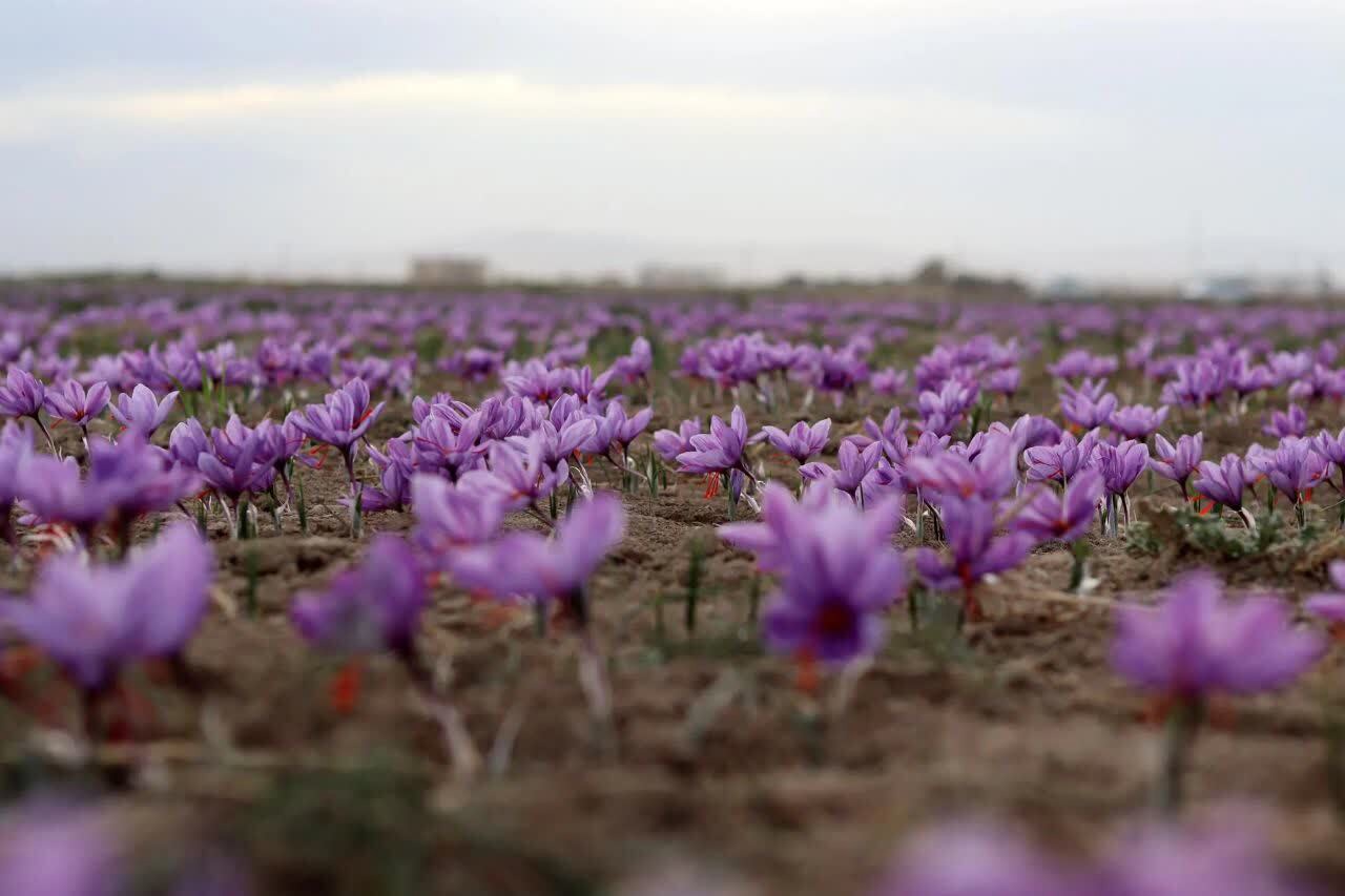 آغاز فصل کاشت طلای سرخ در خوزستان؛ دزپارت قطب تولید زعفران استان