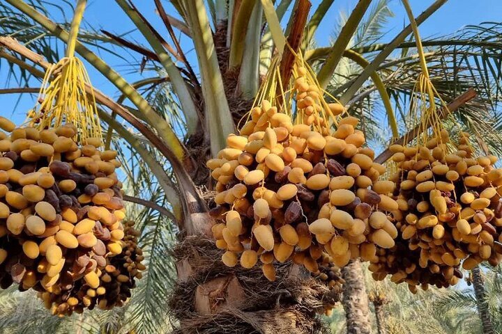 حفظ ذخایر ژنتیکی و توسعه ارقام خرمای سازگار با اقلیم در خوزستان