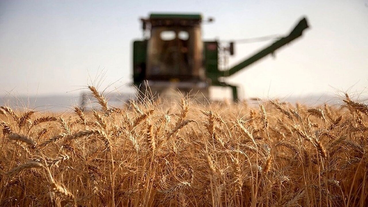 پرداخت ۳۴ همت از مطالبات گندمکاران خوزستان