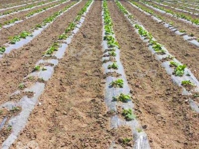 رشد ۳۰ درصدی کشت محصولات تابستانه در شهرستان لالی