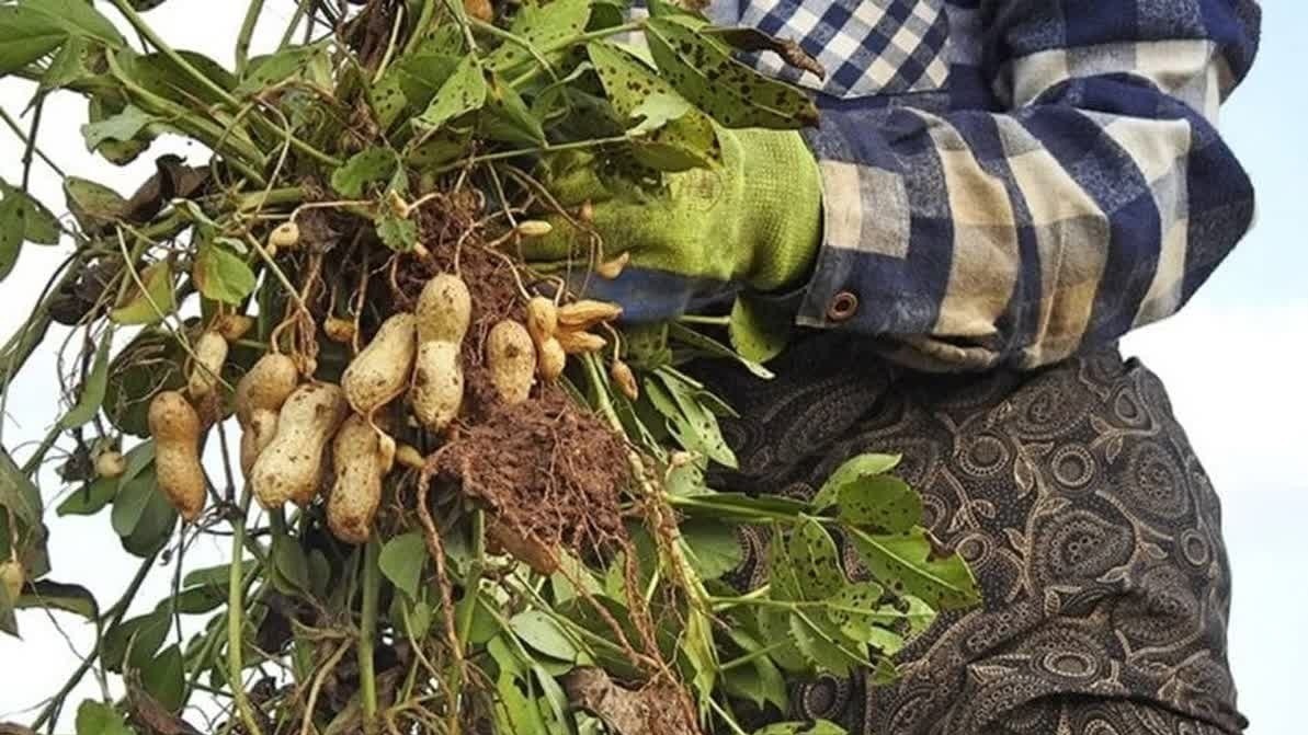 آغاز برداشت بادام زمینی در مناطق مختلف گیلان