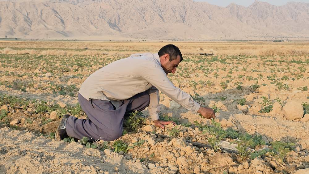 اشتغالزایی بیش از ۶۰ نفر در روستای سرله باغملک با حمایت بنیاد علوی