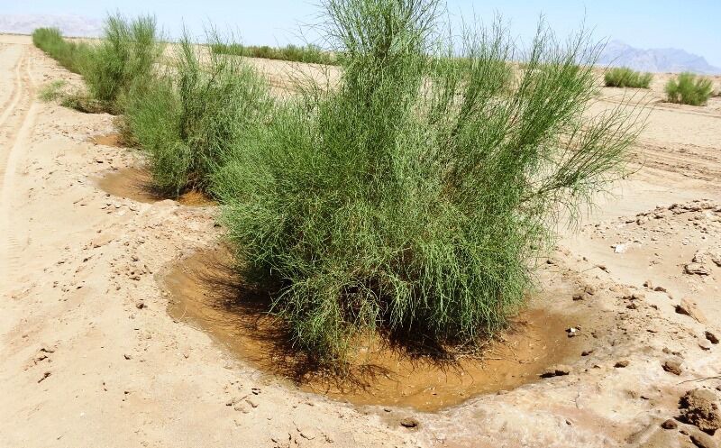 حفاظت و نگهداری پوشش گیاهی کانون‌های ریزگرد خوزستان توسط قرارگاه کربلا