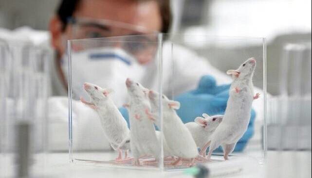 بهبود حافظه فضایی موش‌های مبتلا به آلزایمر با یک دوز سیلوسایبین