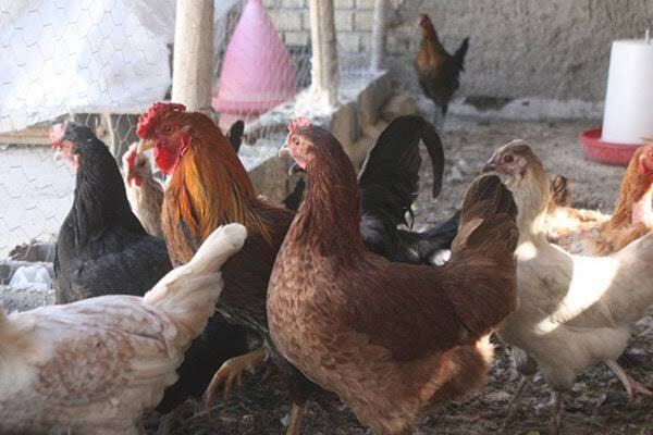 برخورد قاطع دامپزشکی مسجدسلیمان با عرضه غیرمجاز طیور زنده