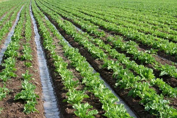 انتخاب محصول سازگار با شرایط اقلیمی، کلید ارتقای بهره وری در کشت پاییزه
