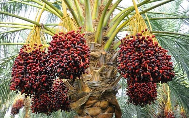 پیش‌بینی تولید بیش از ۱۷ هزار تن خرما از نخلستان‌های بهبهان