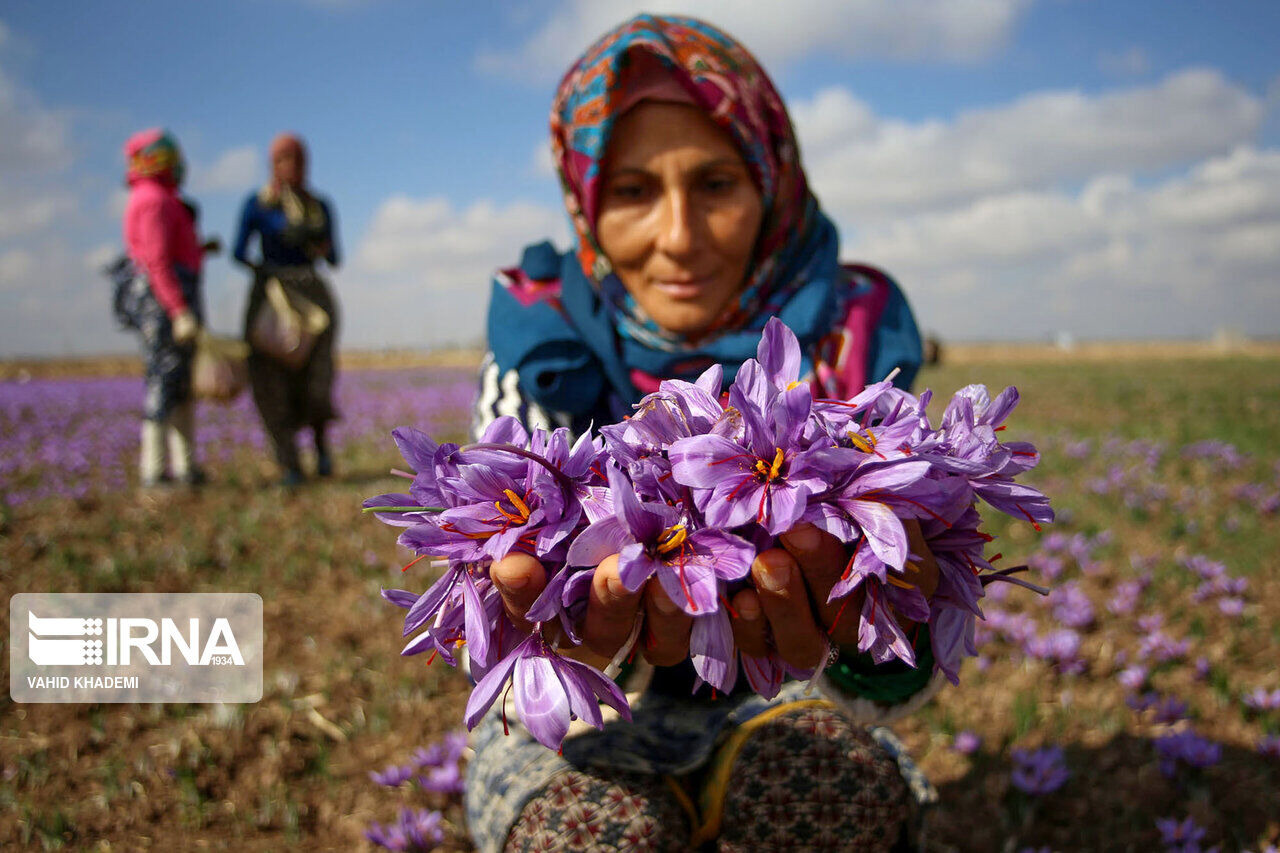 پیش‌بینی برداشت ۲ هزار تن گل زعفران از مزارع فاروج خراسان شمالی