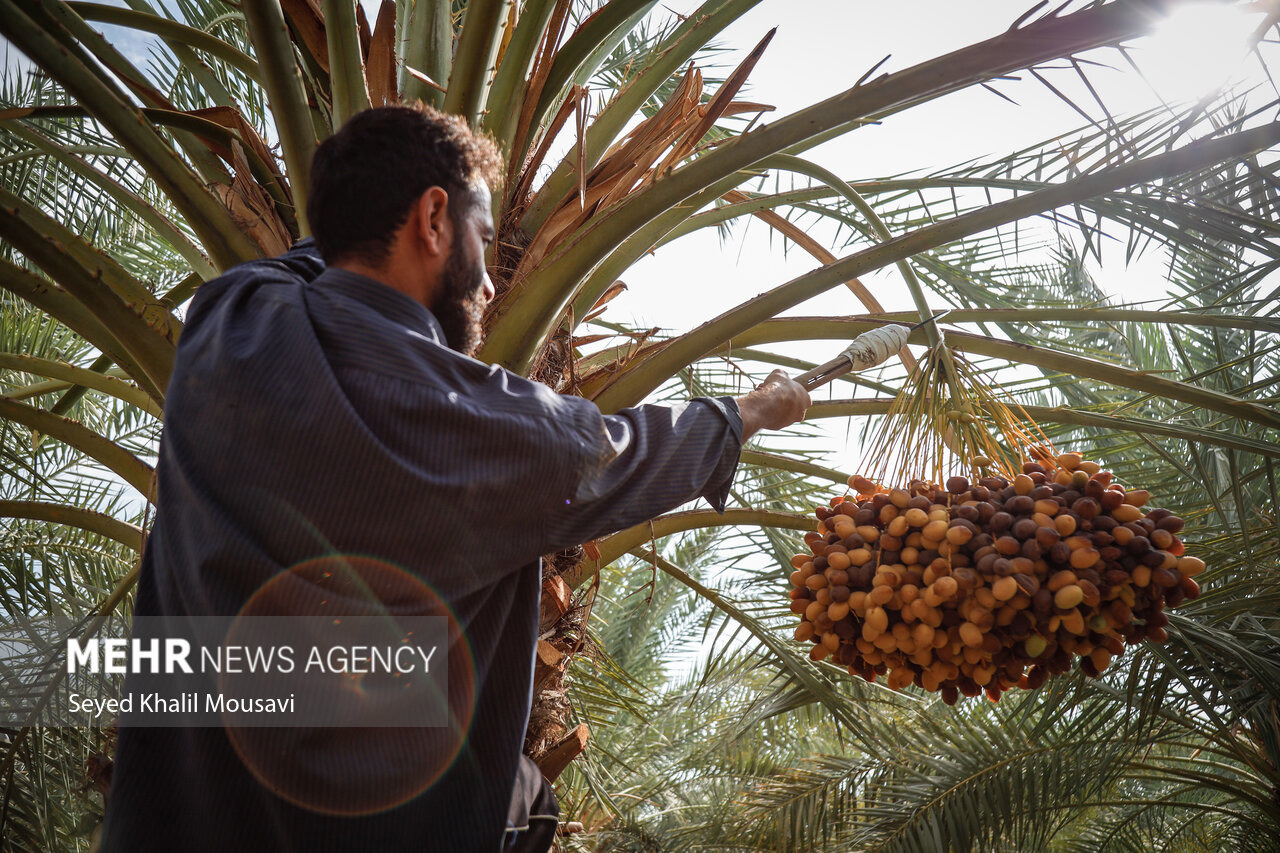 کاهش نخیلات خوزستان زنگ خطر برای کشاورزی است