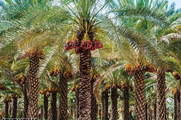 از بین رفتن ۲۵ هزار اصله نخل در آتش‌سوزی‌های پارسال در خوزستان