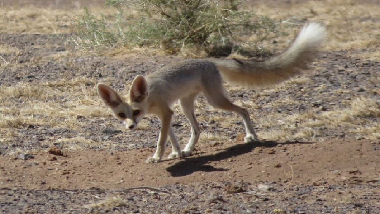 حمله روباه به سه نفر از اهالی روستای دهنوباقر دزفول