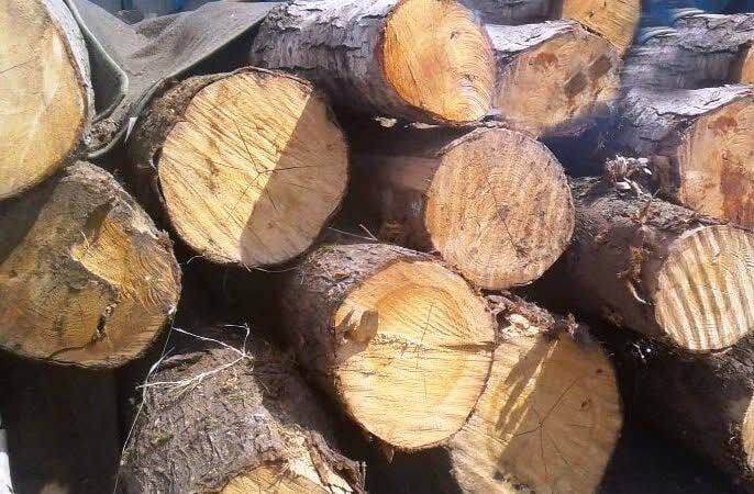 کشف چهار تُن چوب بلوط قاچاق در اندیمشک