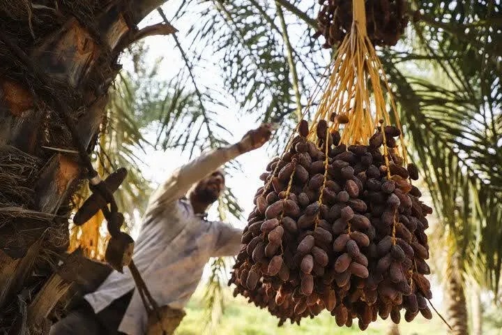 ۲۹ مهرماه ۱۴۰۵، برگزاری جشنواره خرما به میزبانی شهرستان شادگان