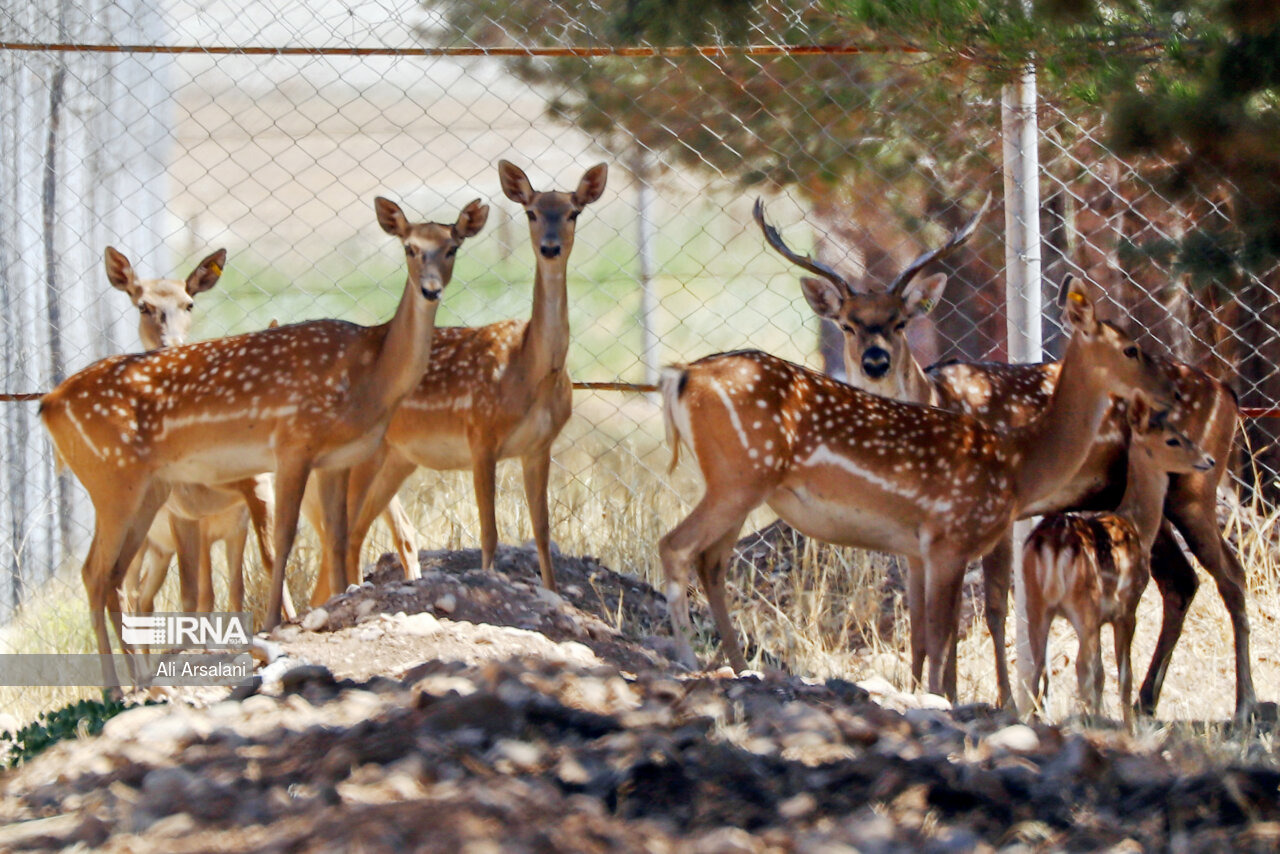 تکثیر موفق گوزن زرد ایرانی در پارک ملی دریاچه ارومیه؛ ۱۰ گوساله در رشکان متولد شدند