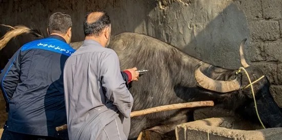 انجام بیش از ۸۷۹ هزار نوبت ایمن سازی رایگان دام‌ها در مناطق مرزی خوزستان
